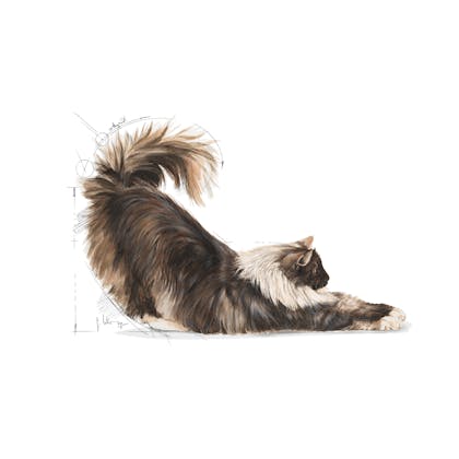 Indoor Long Hair dry Royal Canin