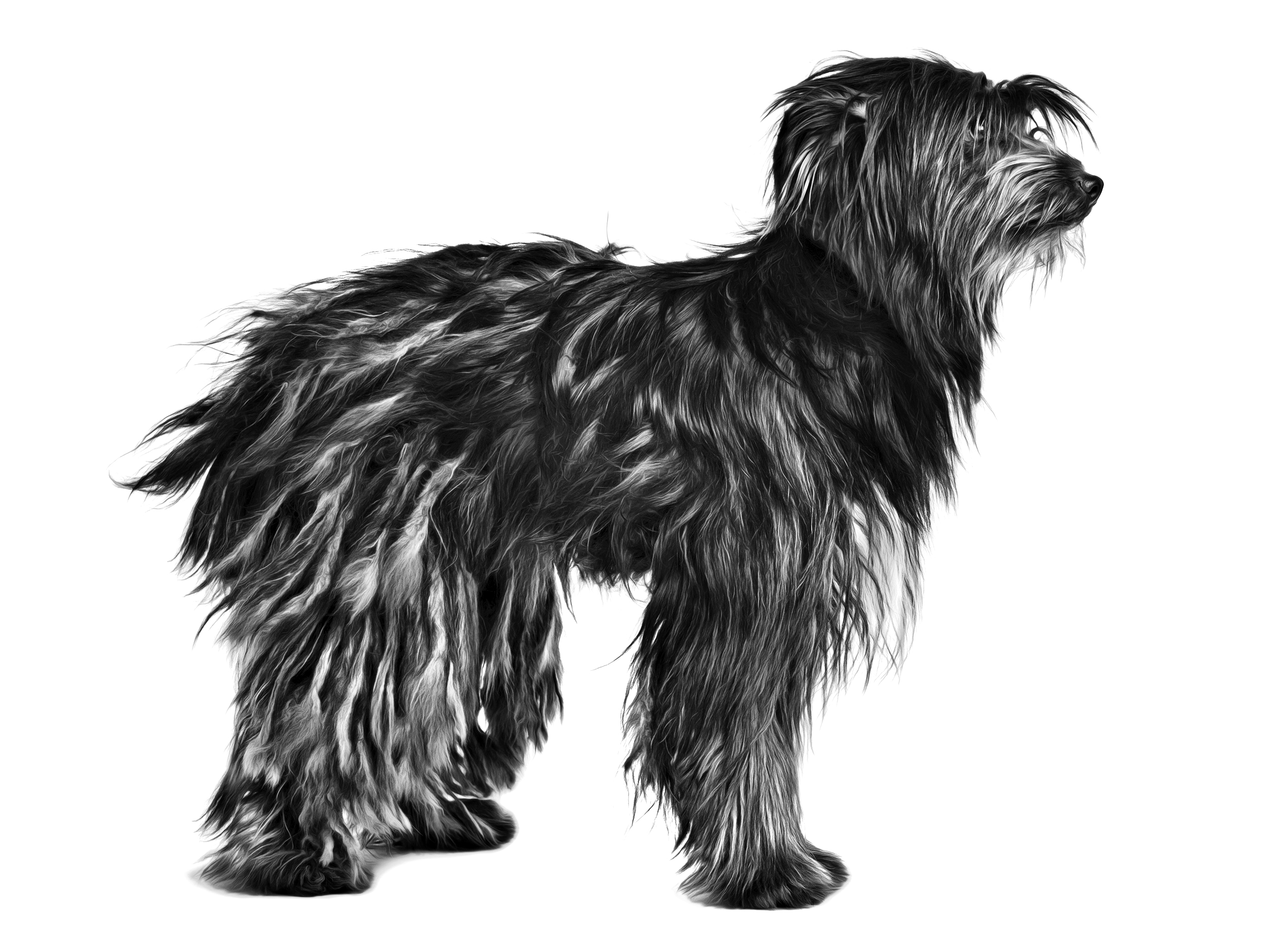 Pyrenean Sheepdog adult black and white