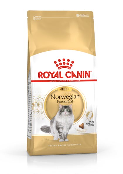 Norwegian Forest Cat Adult dry Royal Canin