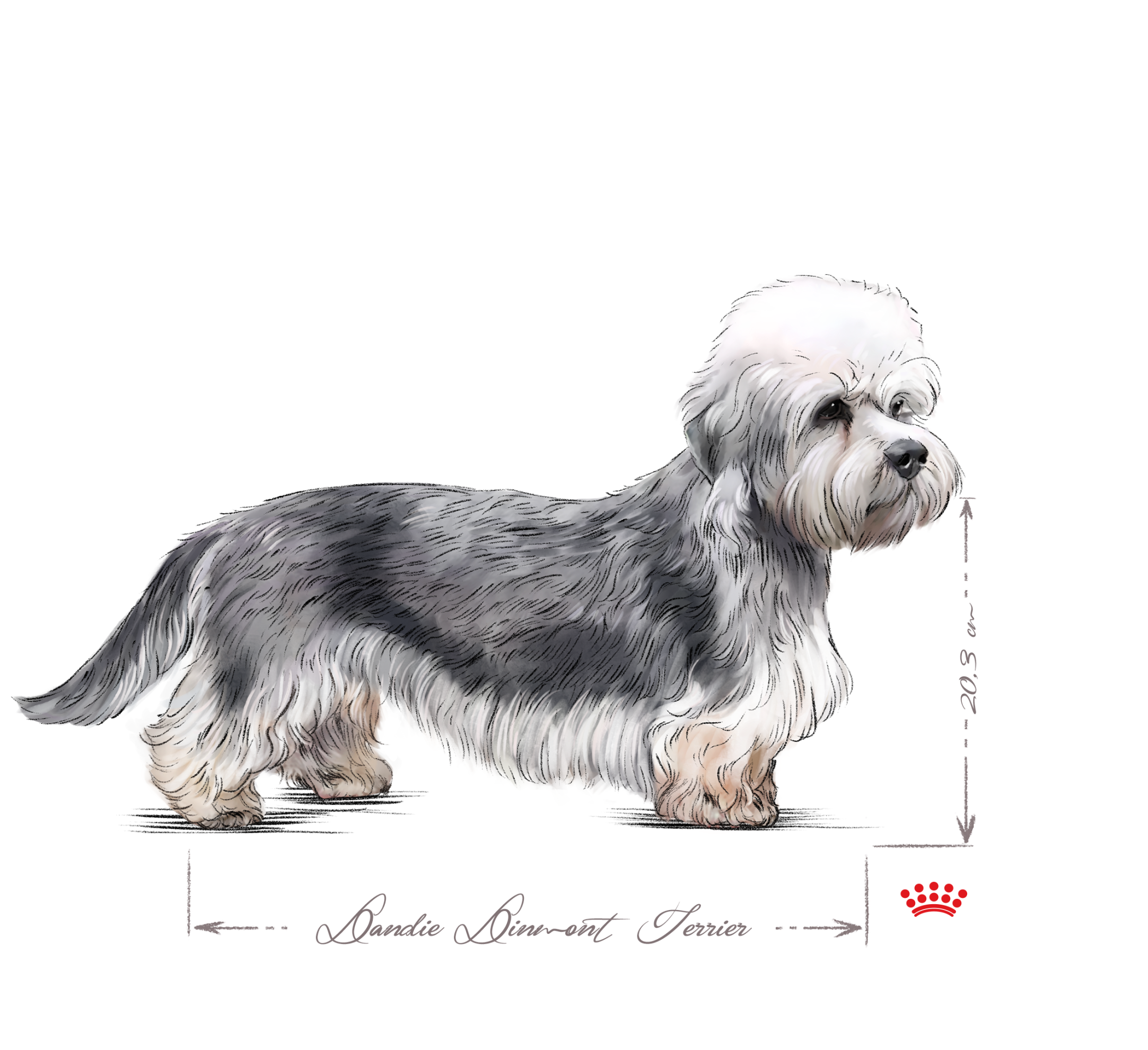 Dandie dinmont terrier black and white