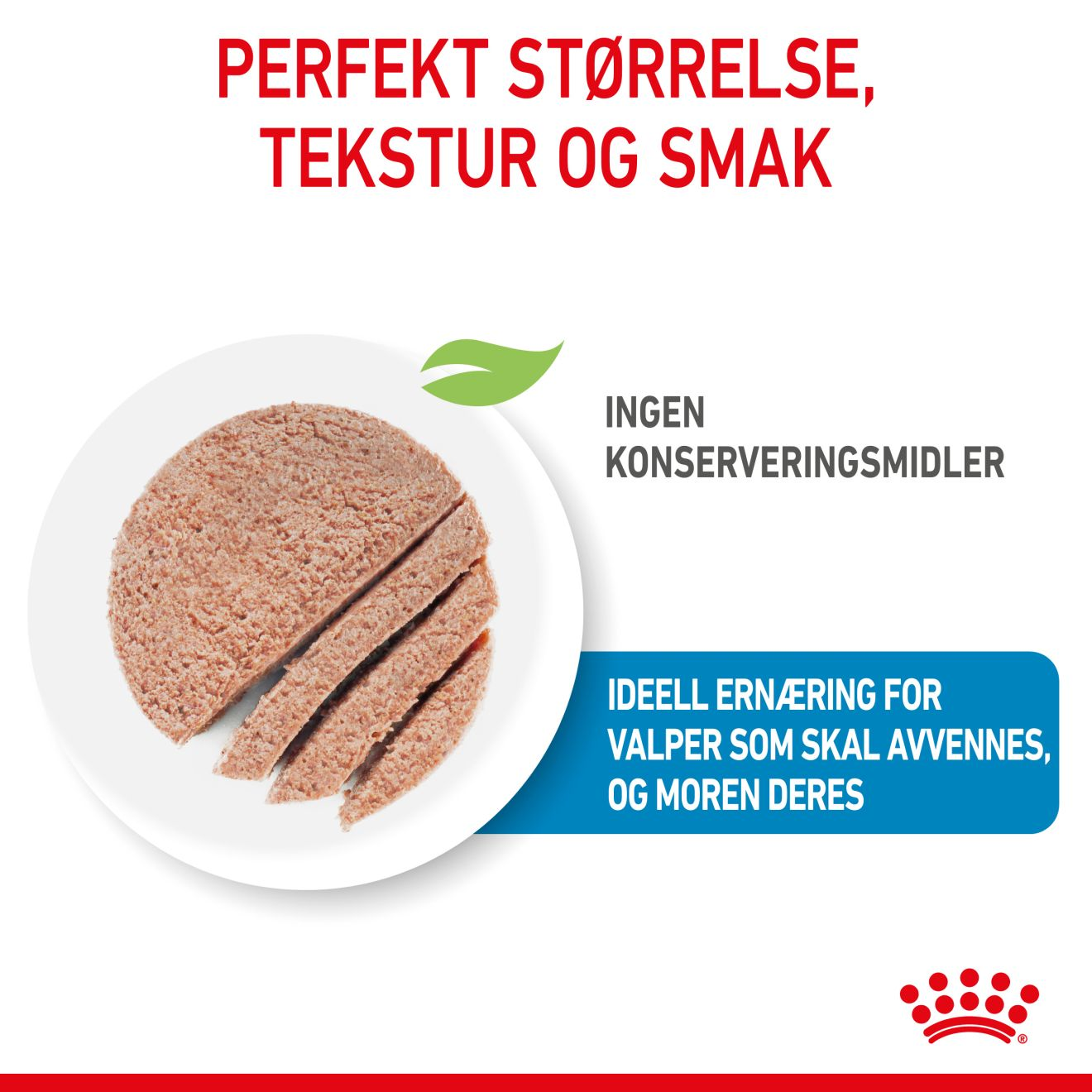 Starter Mousse