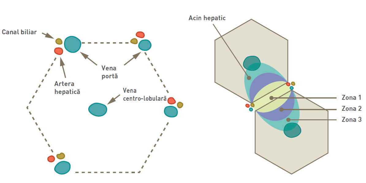 Caseta 1. Ficatul este împărțit histologic în lobuli hexagonali. În centrul fiecărui lobul se află vena centro-lobulară , iar la periferie se află triadele portale (formate din artera hepatică, vena portă și canalul biliar). Lobulul hepatic poate fi descris în „zone” metabolice, fiecare dintre acestea fiind centrată pe o linie care leagă două triade portale și se extinde spre exterior până la două vene centro-lobulare adiacente. Zona 1, zona periportală, este cea mai apropiată de aportul vascular și primește sângele cel mai oxigenat sânge, în timp ce zona 3, zona centro-lobulară, este cea mai puțin oxigenată; zona 2 se află între zonele 1 și 3. © Sandrine Fontègne