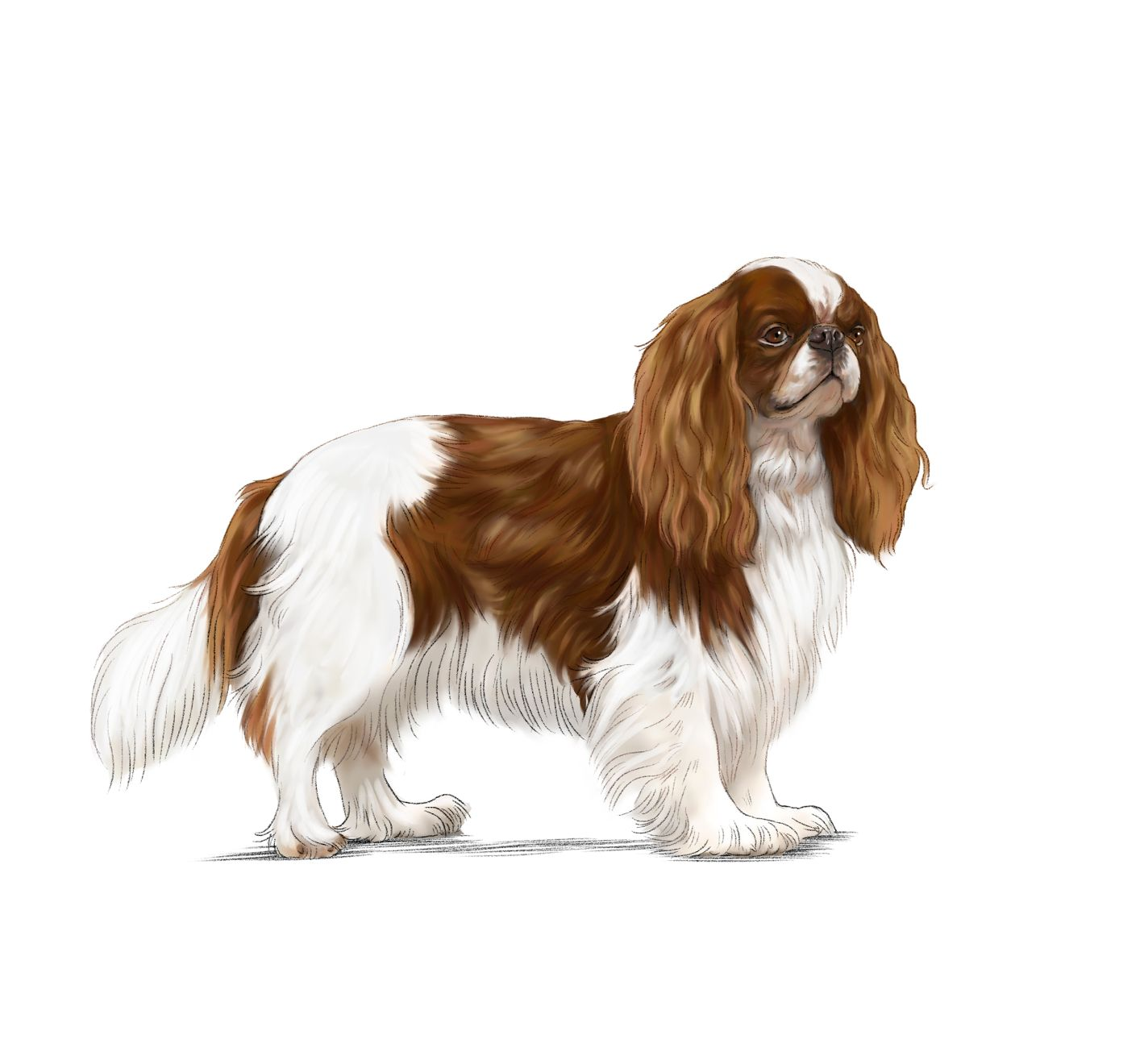 Illustration of an English Toy Spaniel