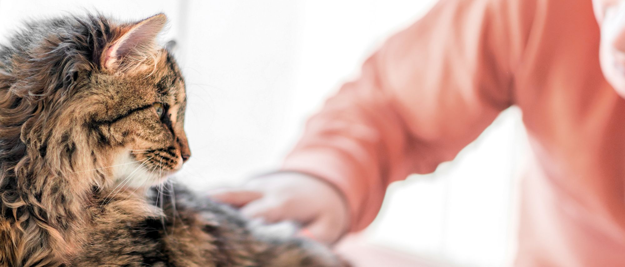 Adult cat lying down indoors and being stroked by a child