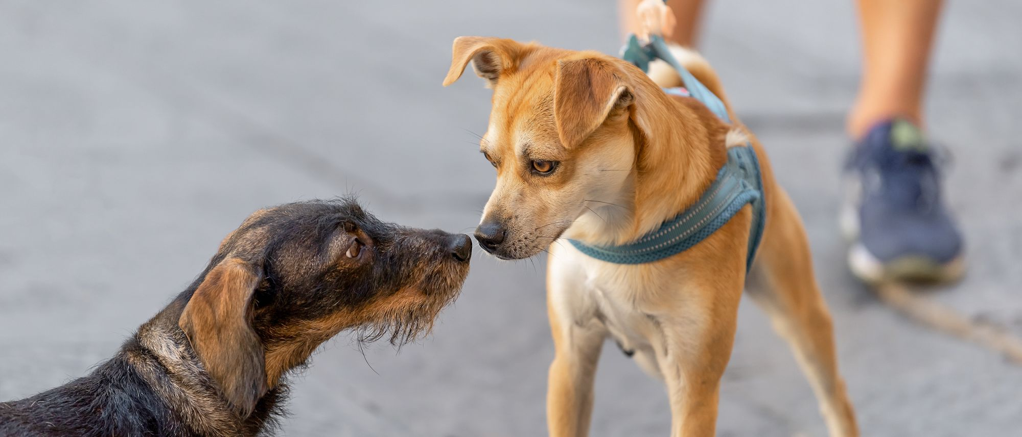 Two dogs meeting outside whilst on a walk