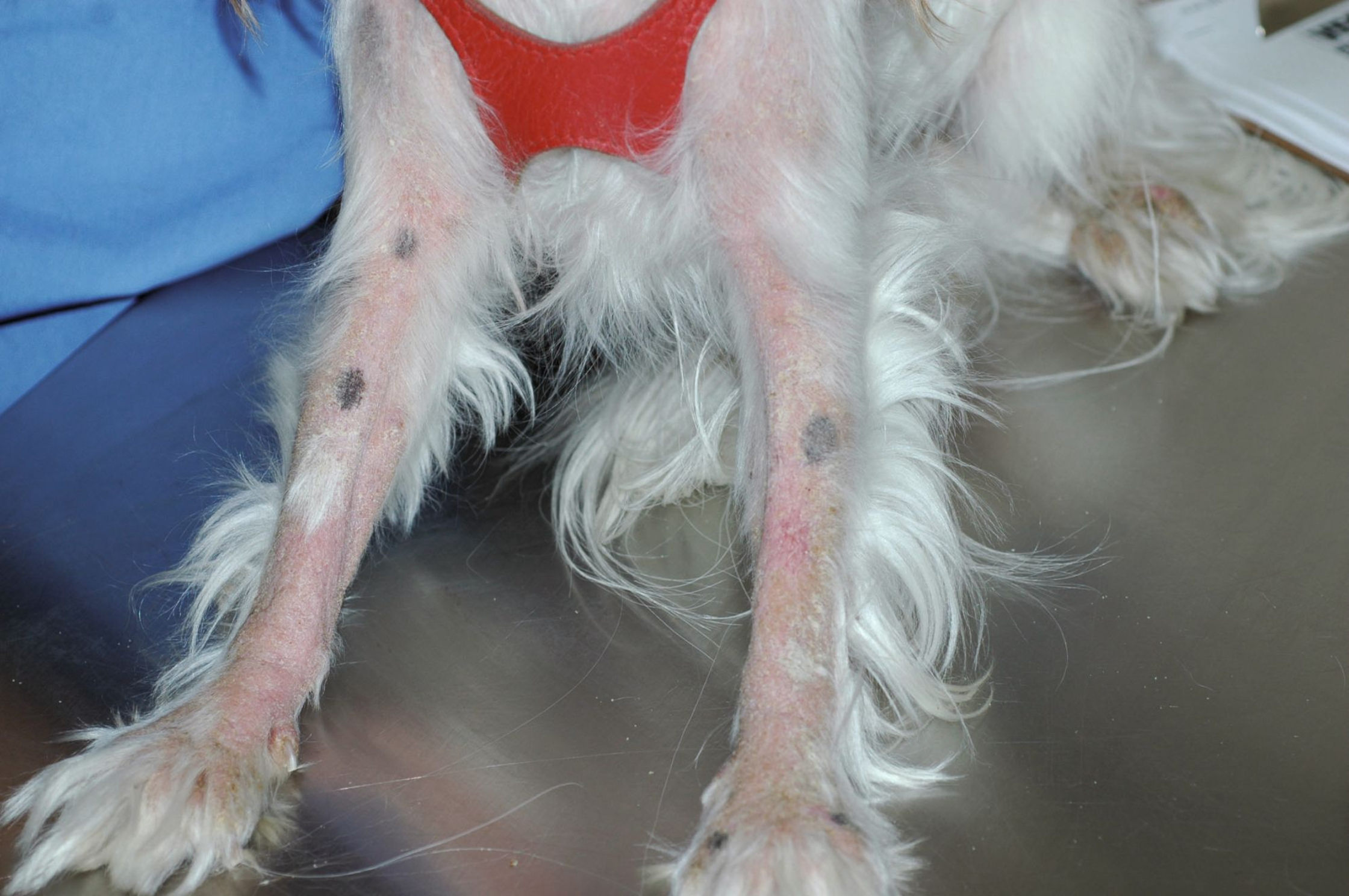 A common presentation of pets with demodicosis is a scaling dermatosis.