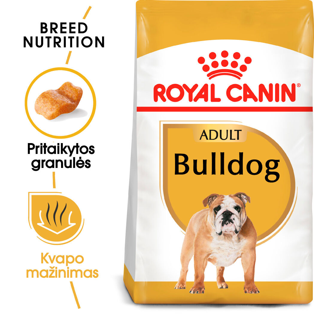 Bulldog Adult