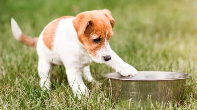 Puppy eating from a food bowl indoors