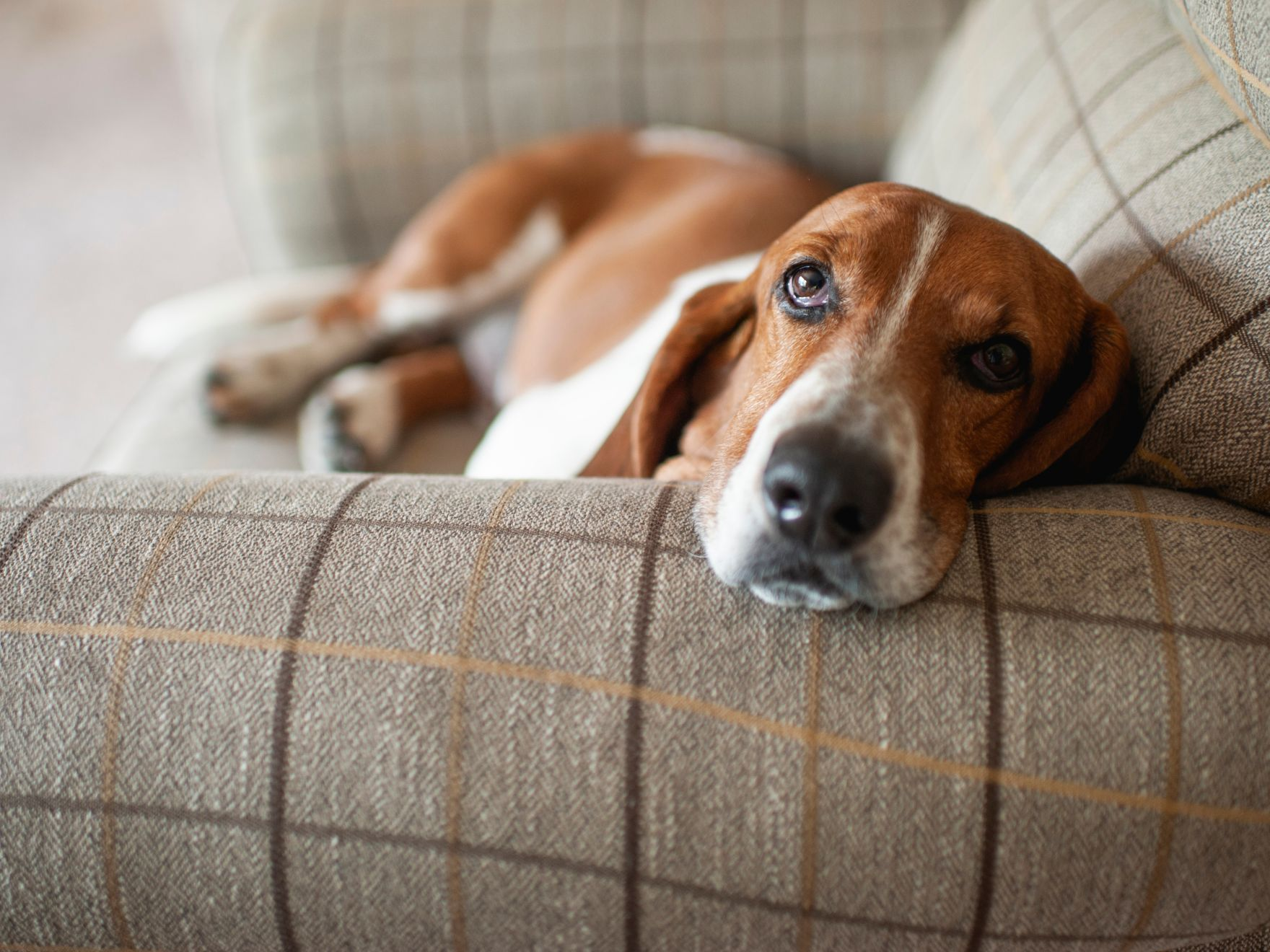 Basset hound à la maison