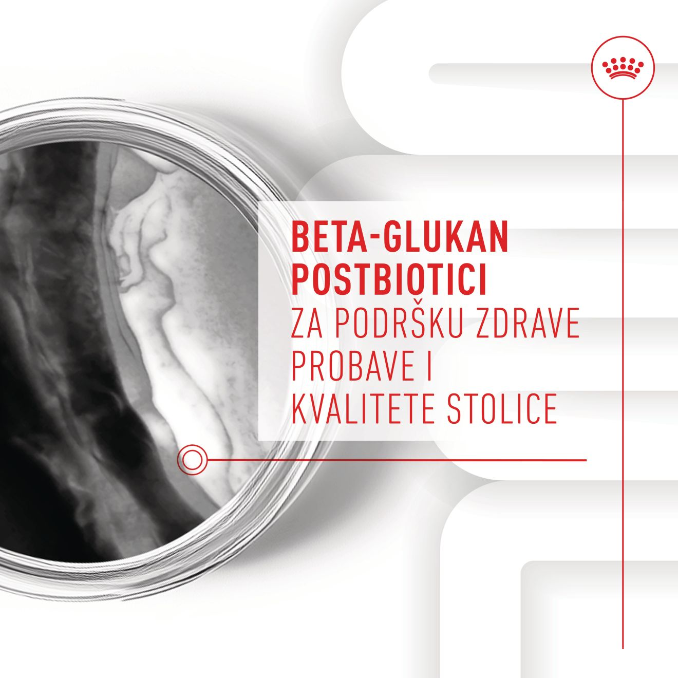 IMMUNITY & DIGESTION CHEWS