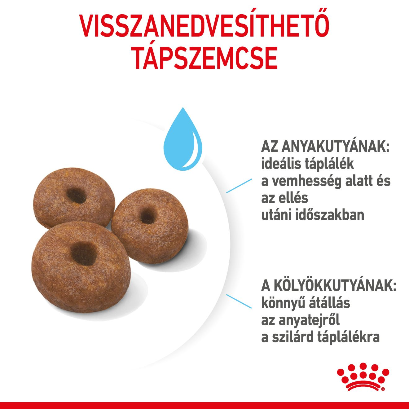 Giant Starter Mother & Babydog