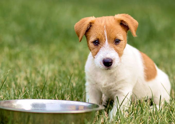 幼犬在草地上與一個碗