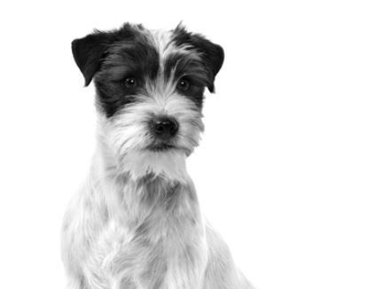 Zwart-wit portret van een zittende Jack Russell