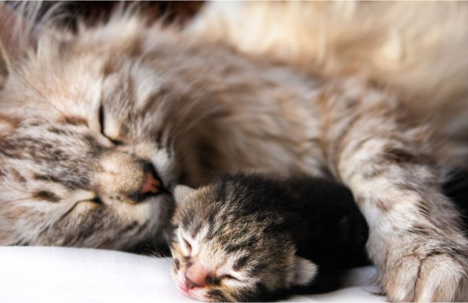 Chaton qui dort avec sa mère