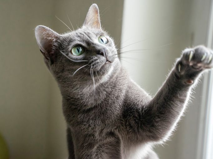 Gray cat playing with paw in air