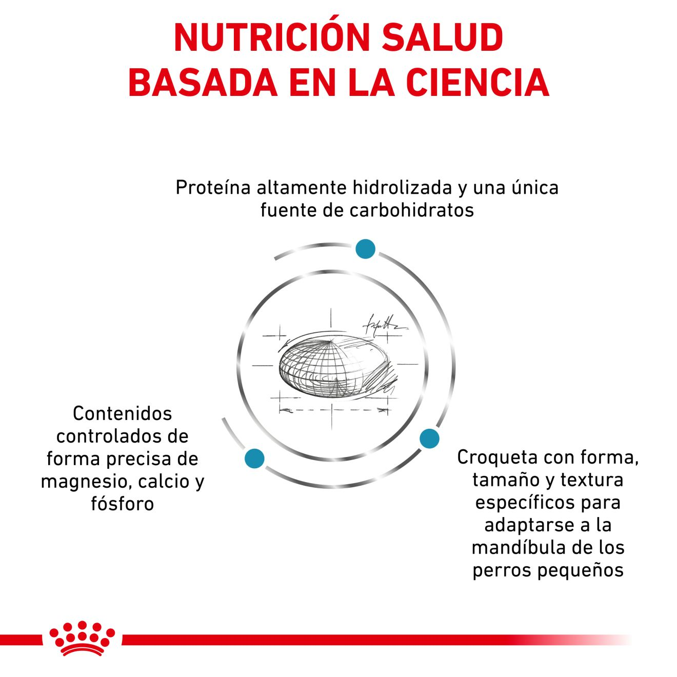 HYPOALLERGENIC SMALL DOG