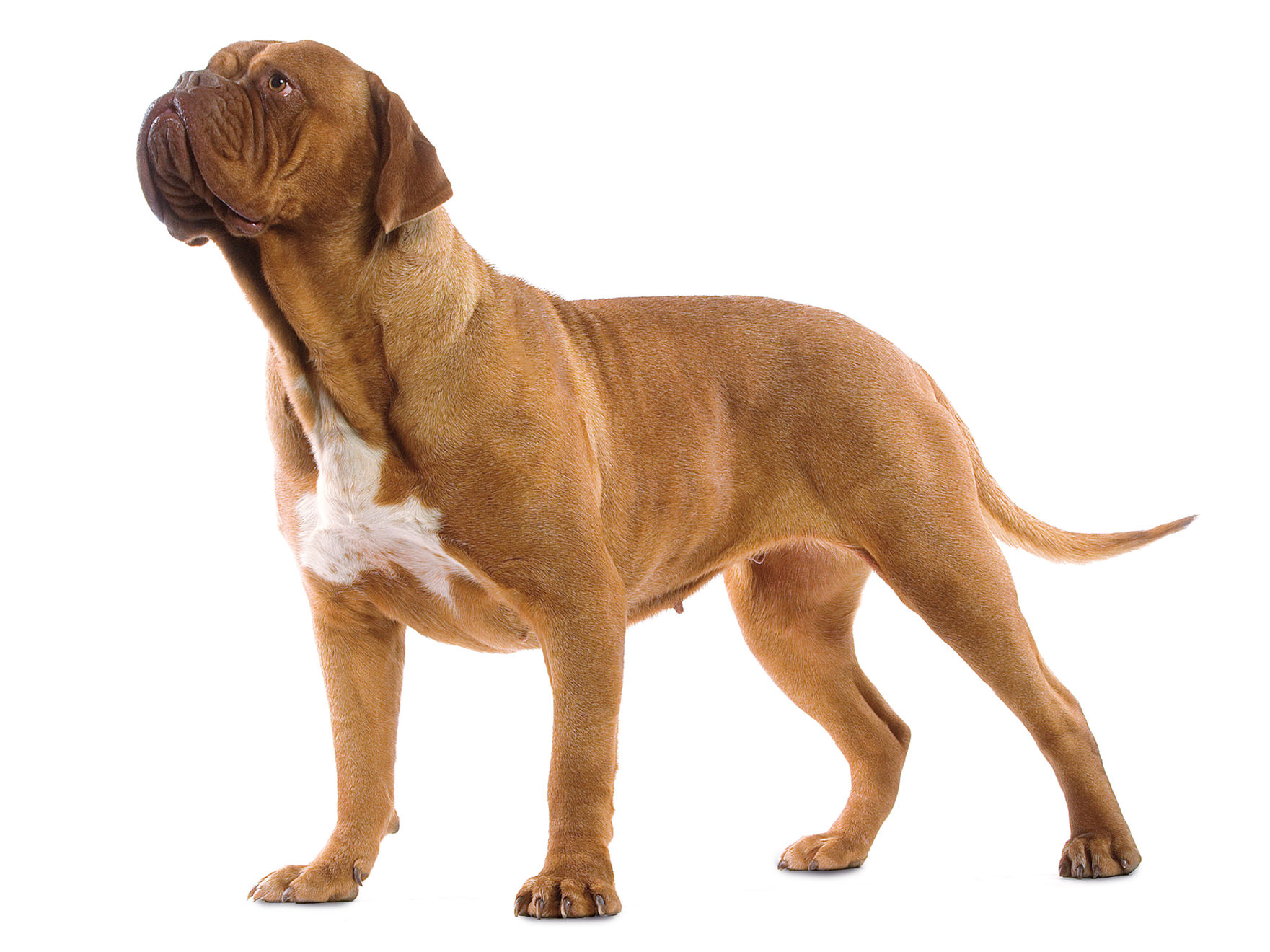 Dogue de Bordeaux adult in black and white