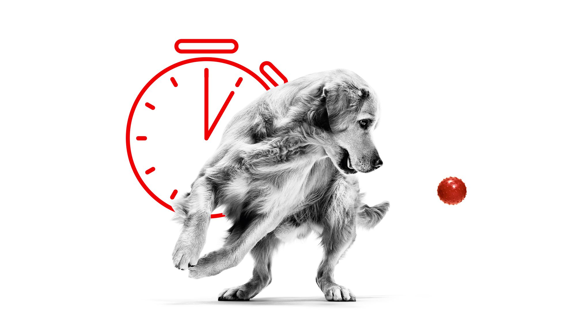 Golden Retriever adulte en noir et blanc jouant avec une balle rouge avec une illustration de chronomètre derrière 