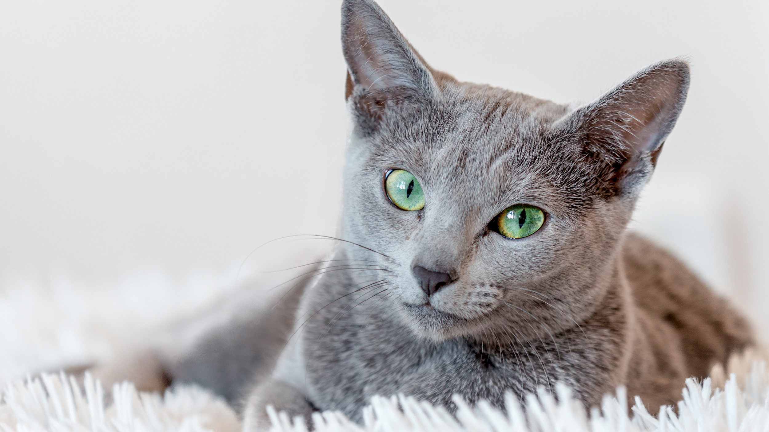 Gato Ruso adulto acostado en un espacio cerrado sobre una alfombra blanca.