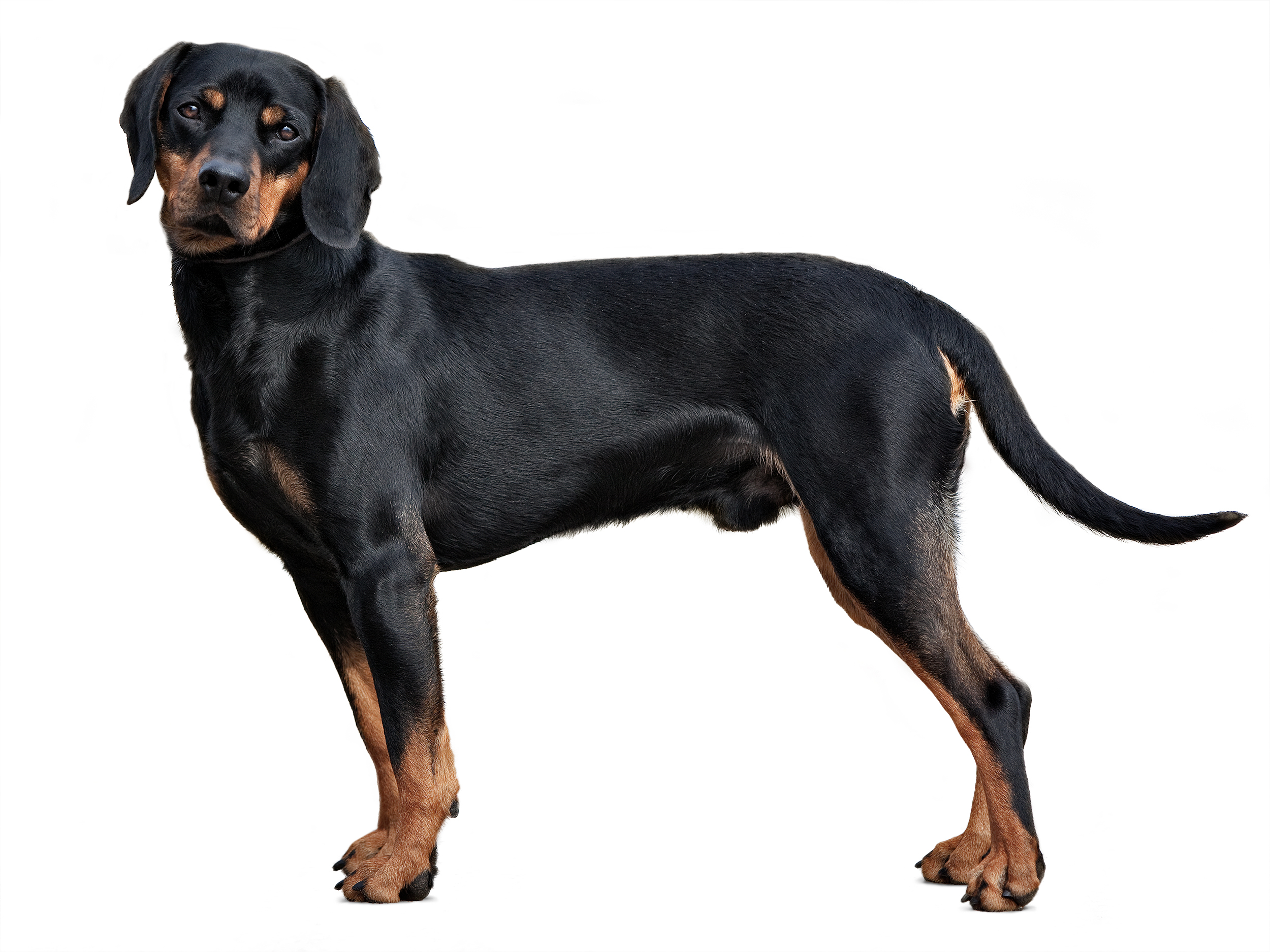 Austrian black and tan hound black and white