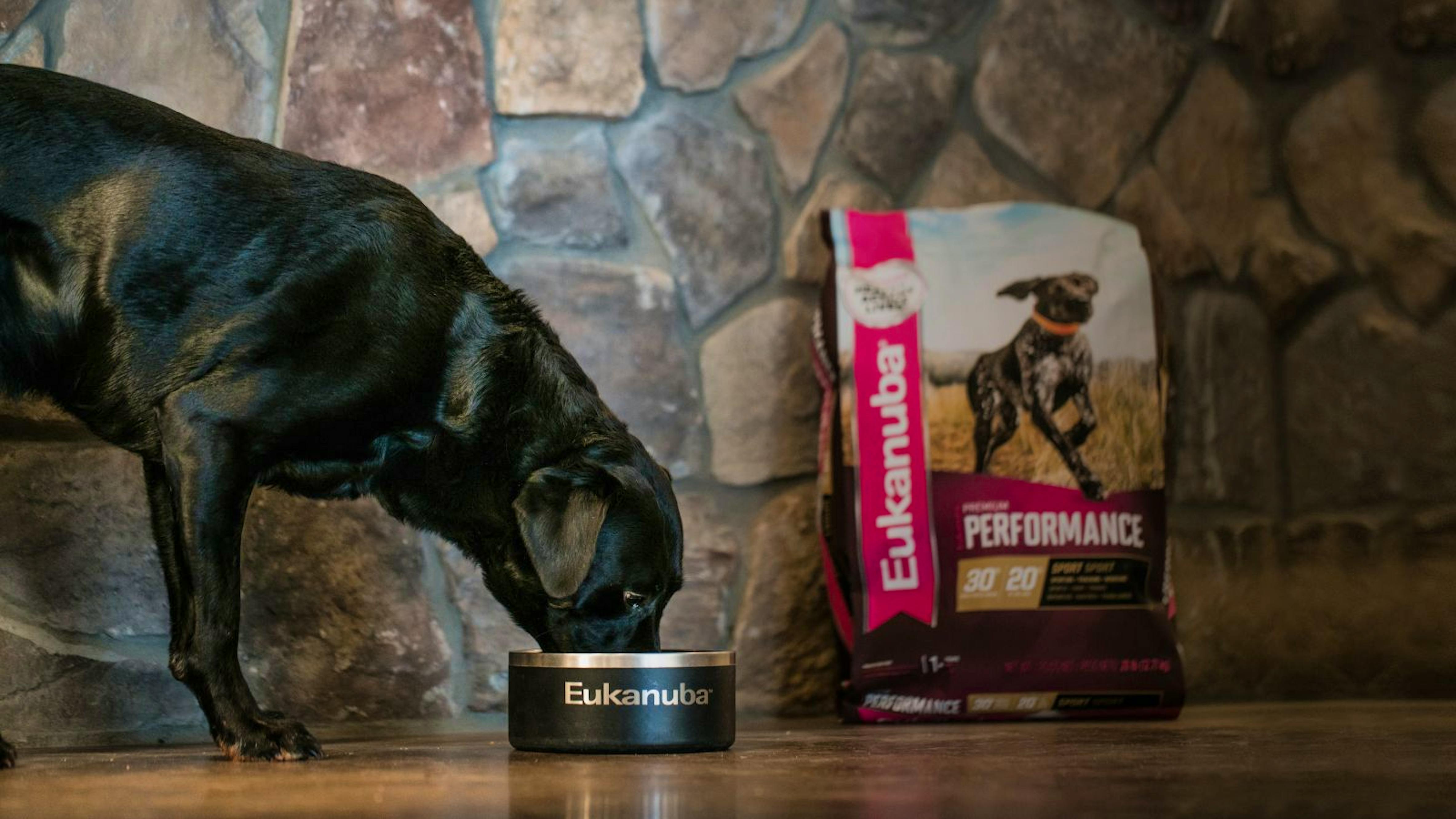 Black Labrador eating Eukanuba Premium Performance