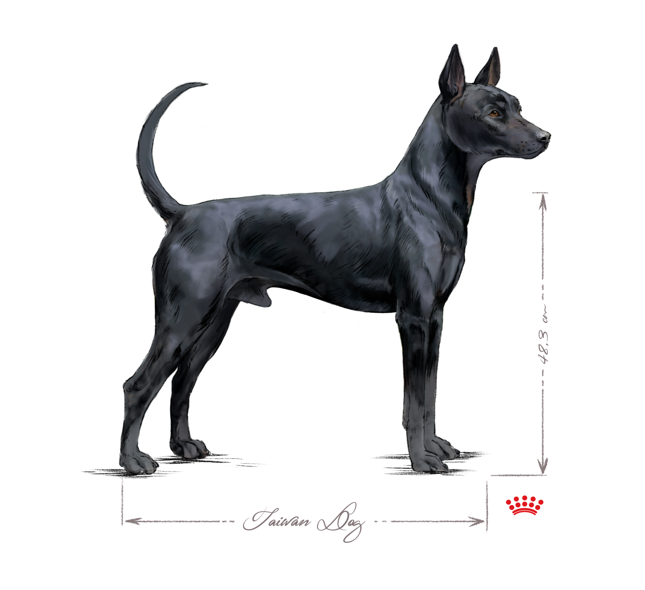 Taiwan Dog adulto in bianco e nero