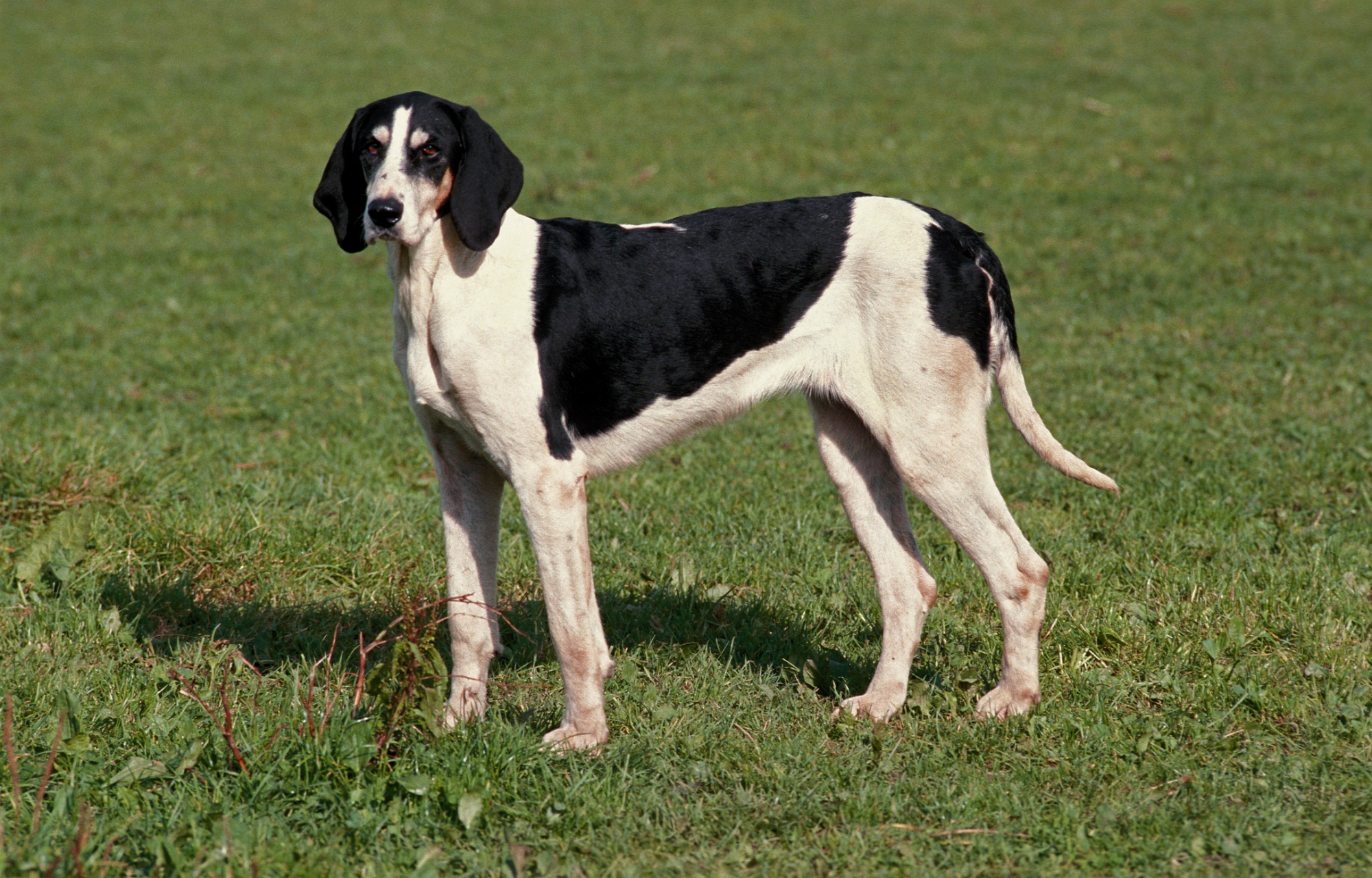 Great Anglo Francais Black and White Hound stood alert on grass