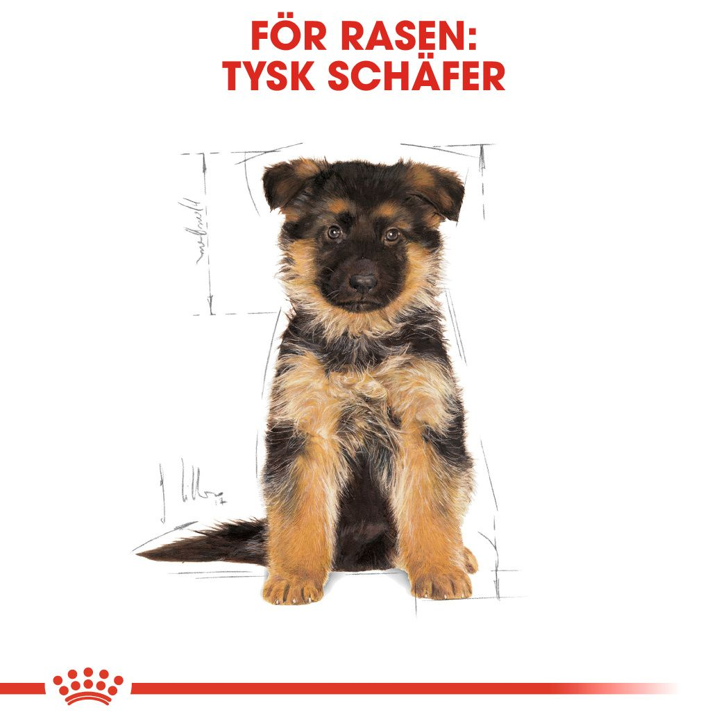 German Shepherd Puppy