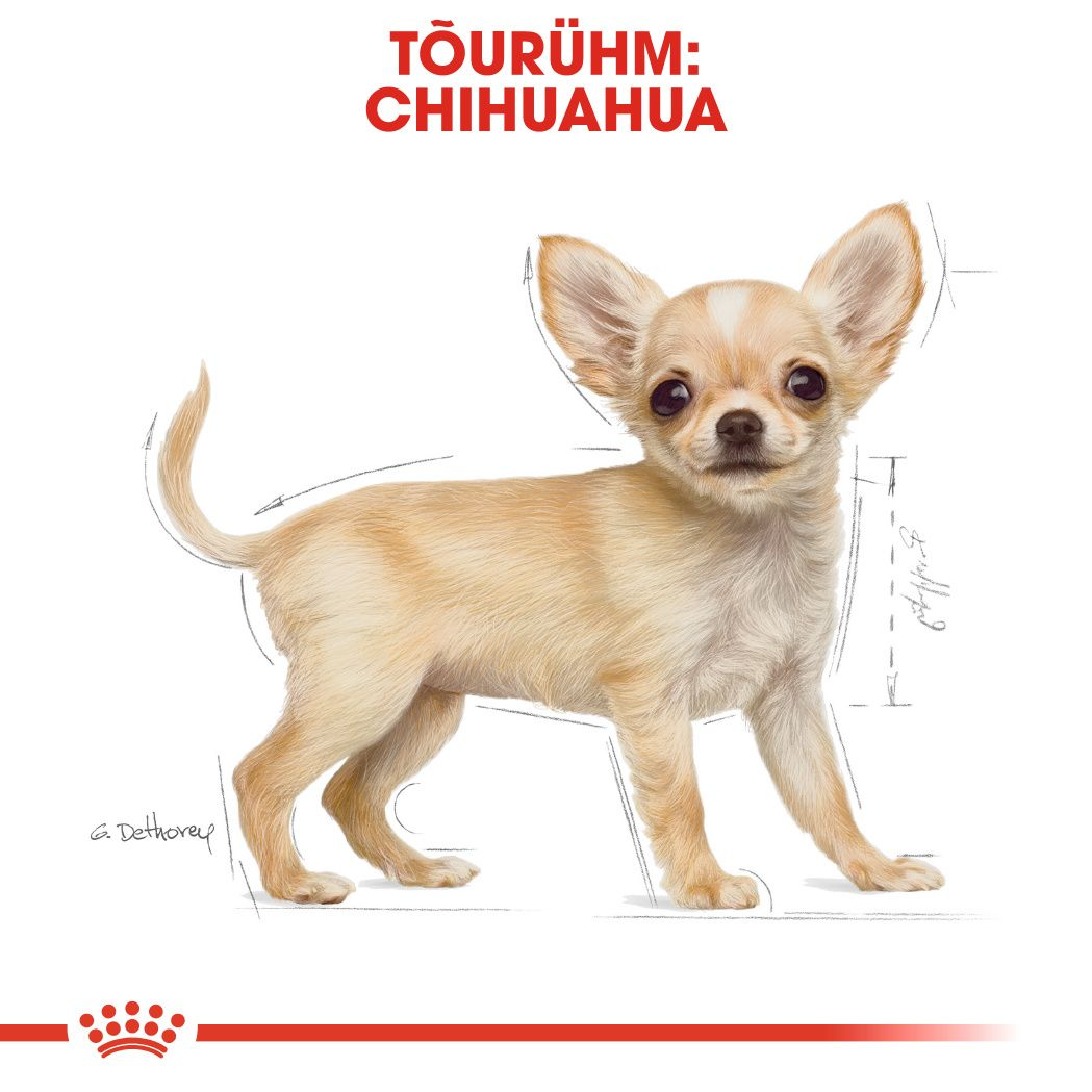 Royal Canin Chihuahua Puppy kuivtoit