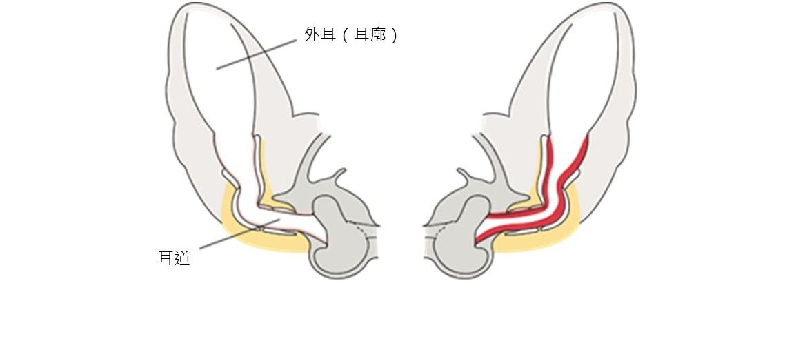 canine ear anatomy