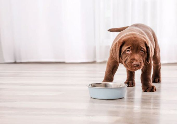 拉布拉多幼犬站在室內，旁邊是不鏽鋼碗