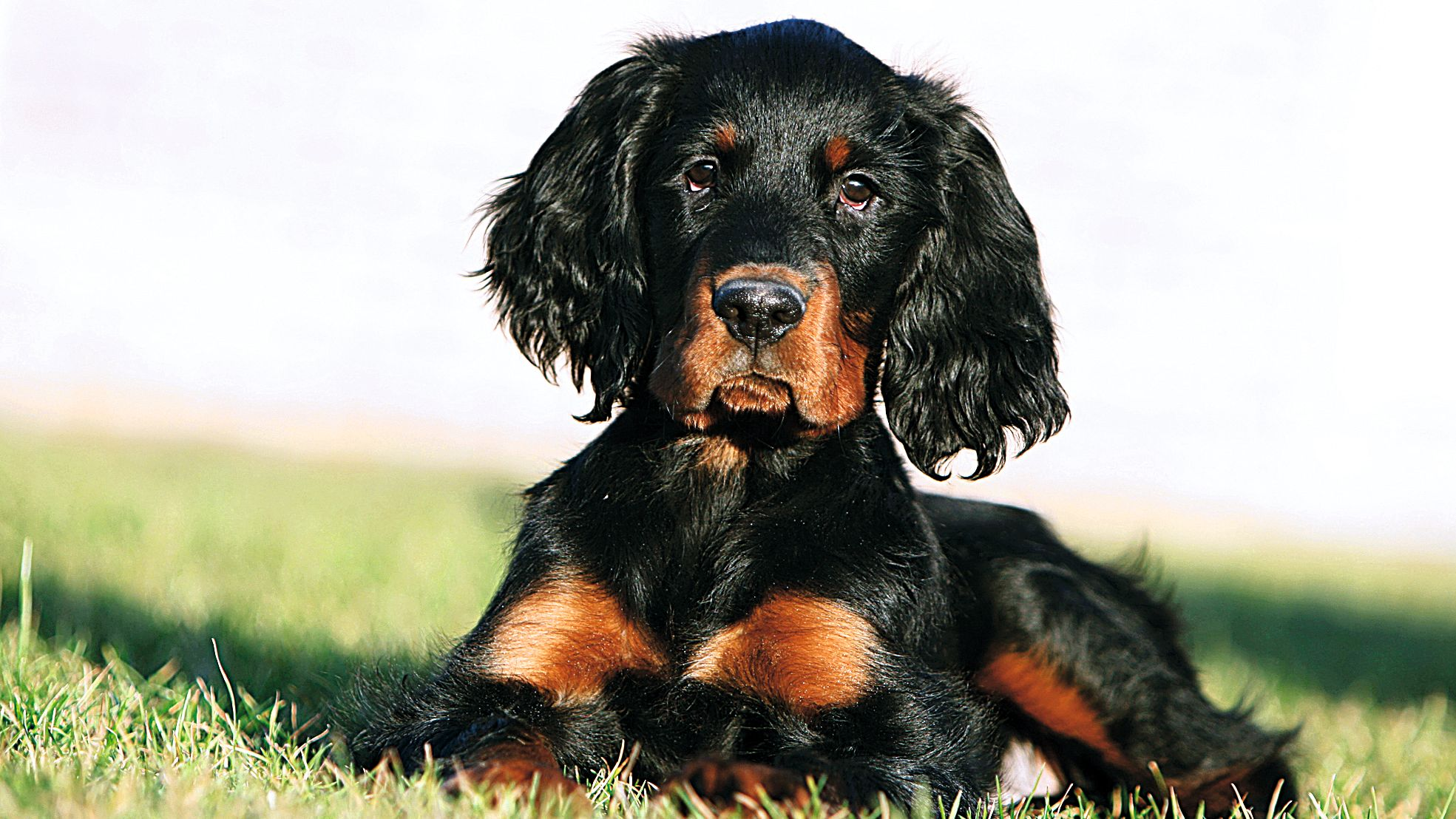 Gordon Setter puppy laying on the grass
