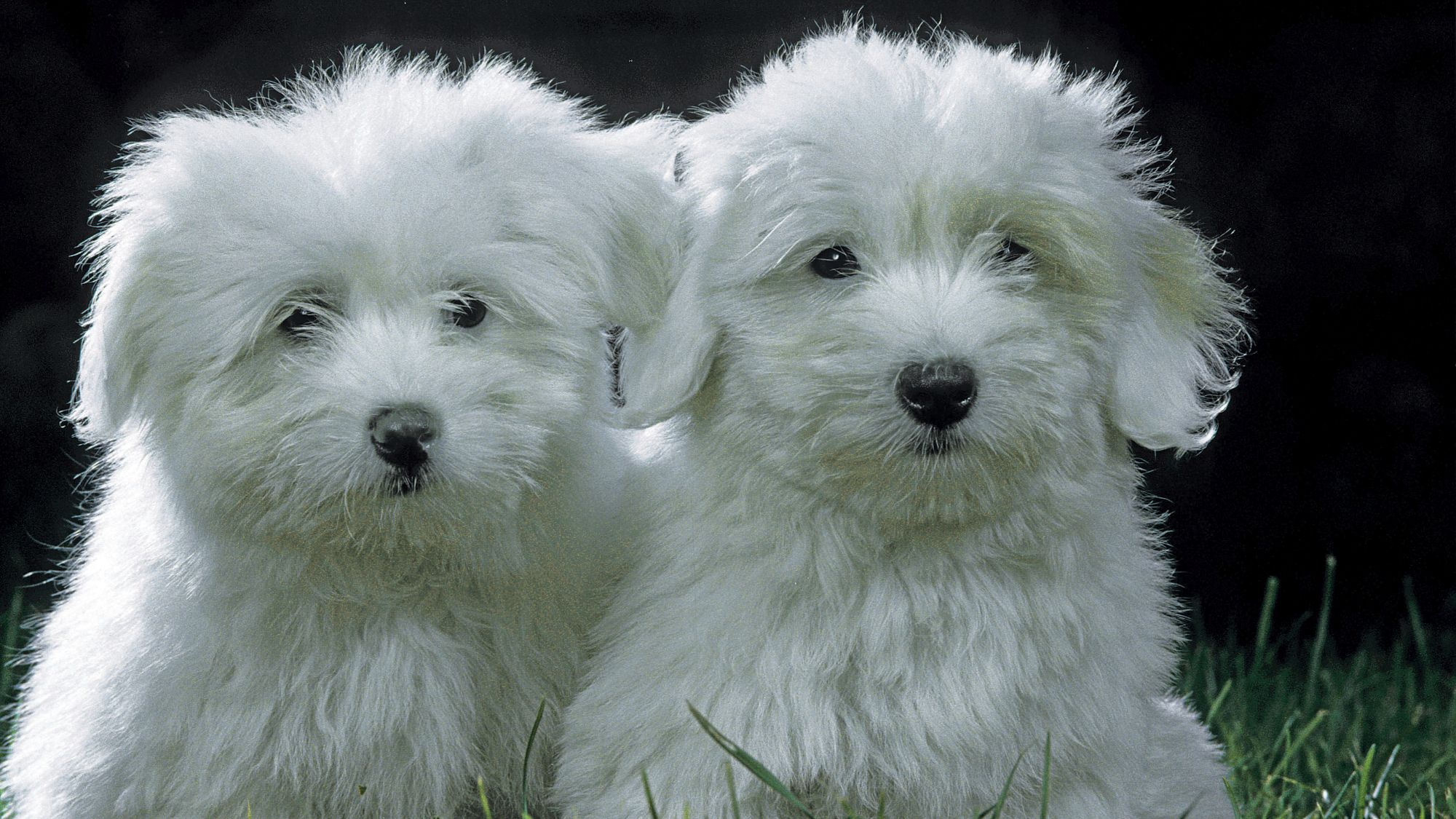 Two Coton de Tulear puppies sat side by side on grass