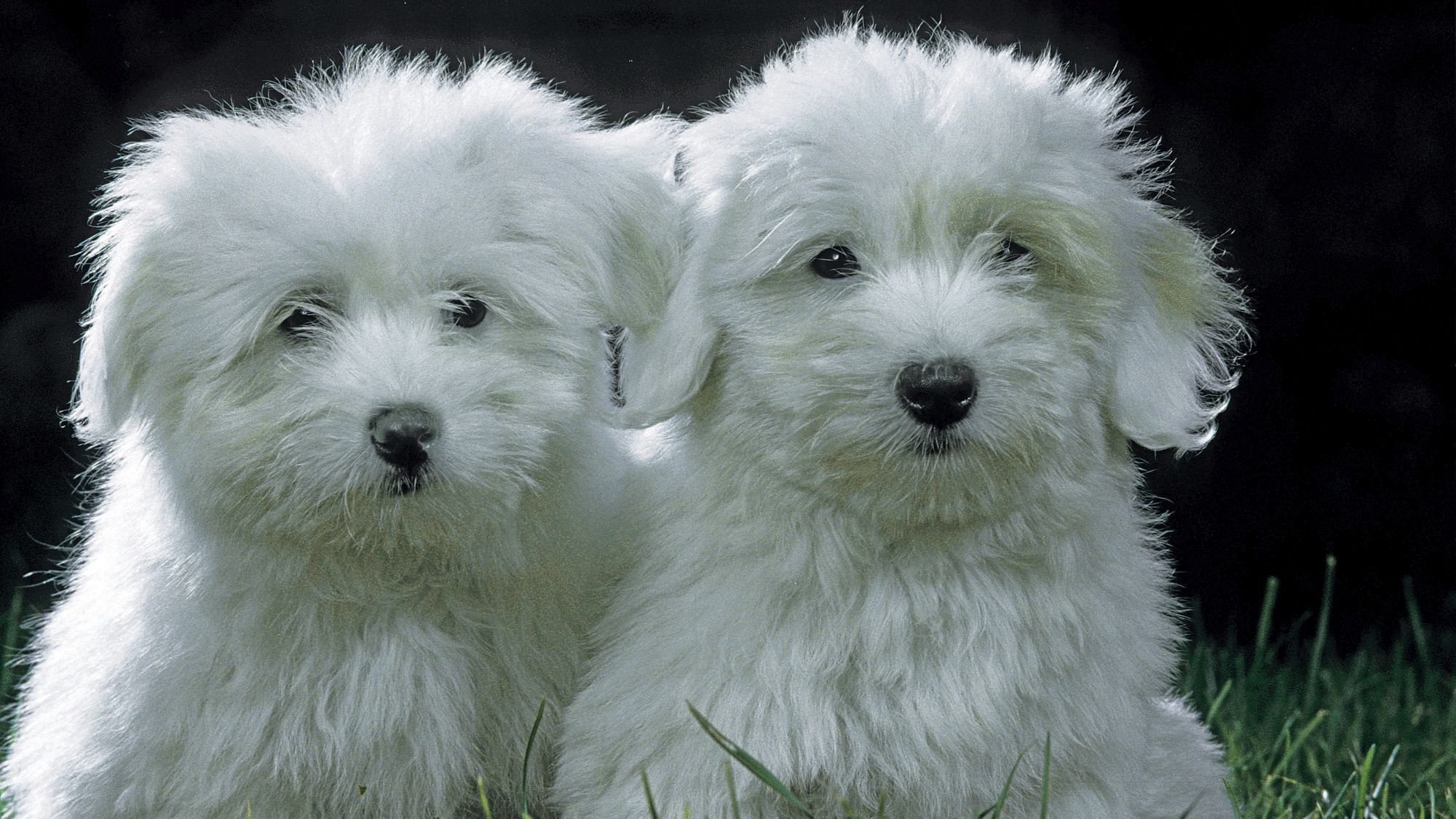 can a coton de tulear live in south korea