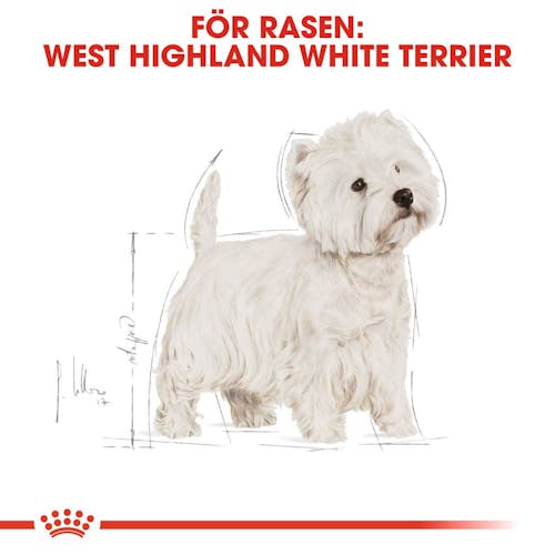 West Highland White Terrier Adult