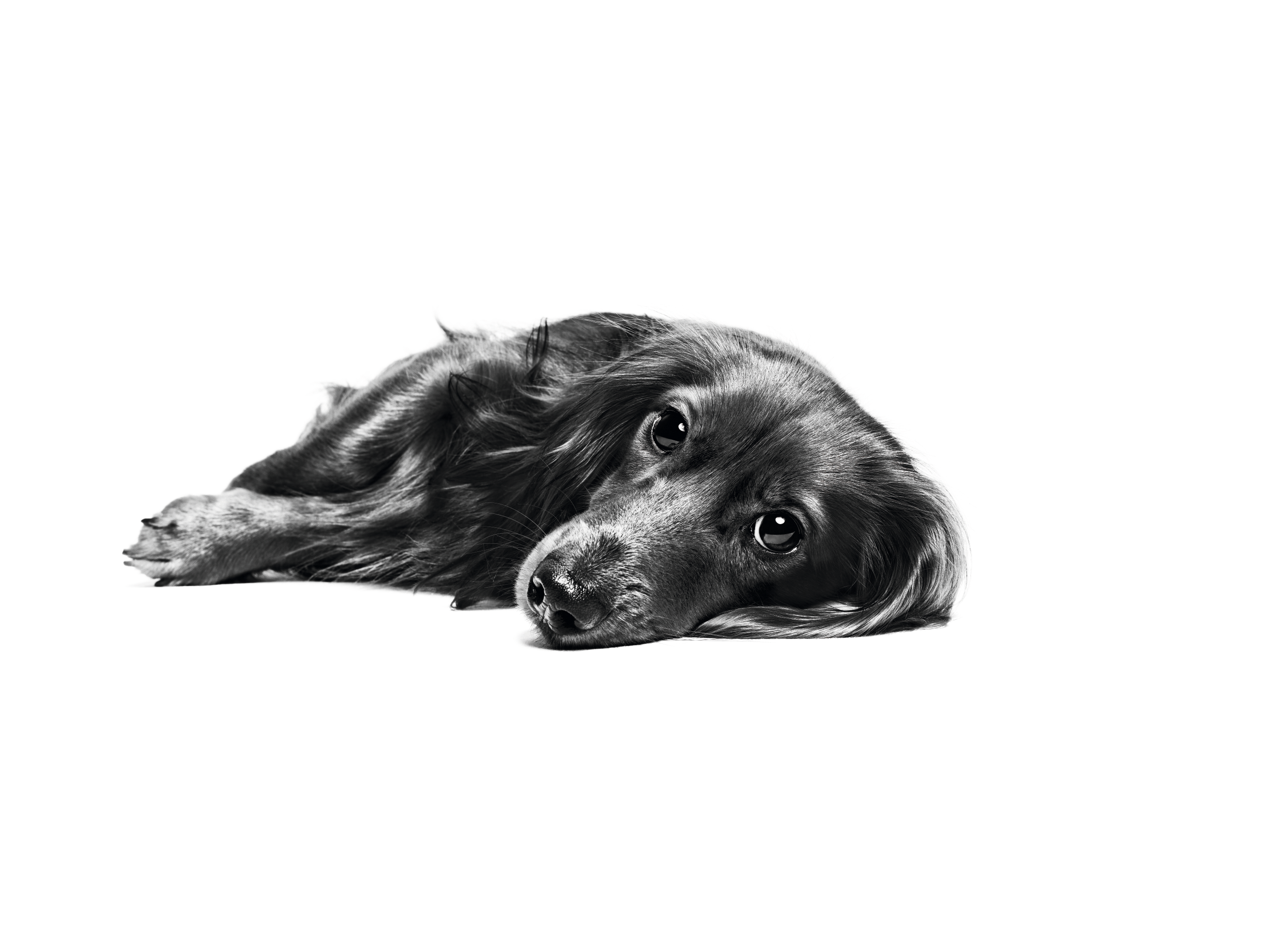 Dachshund adult lying down in black and white on a white background