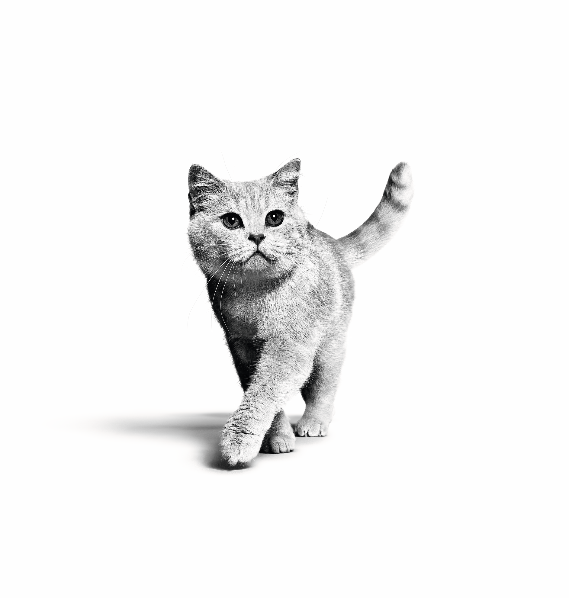 British Shorthair Adult sitting in black and white on white background
