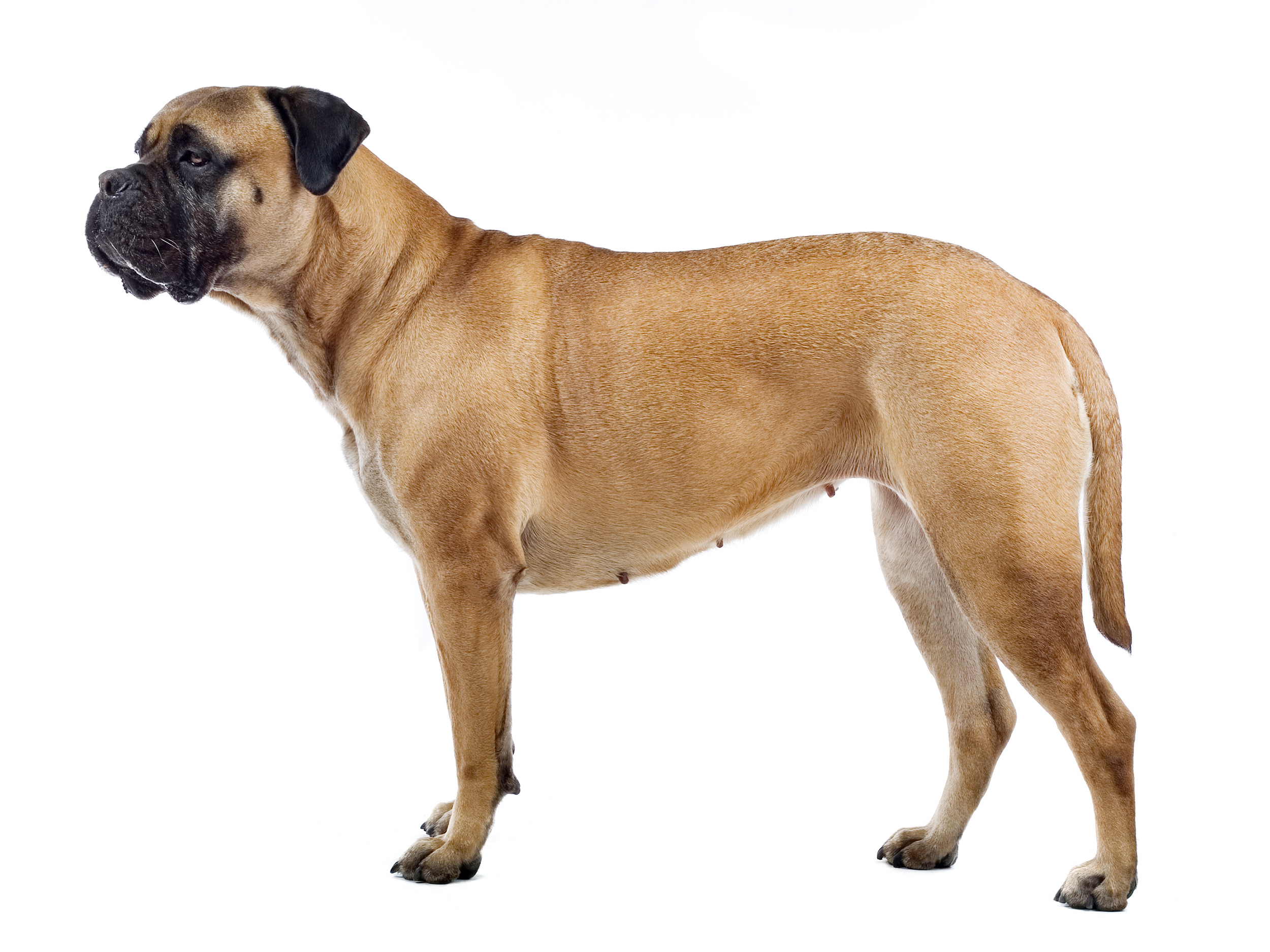 Bullmastiff adult in black and white