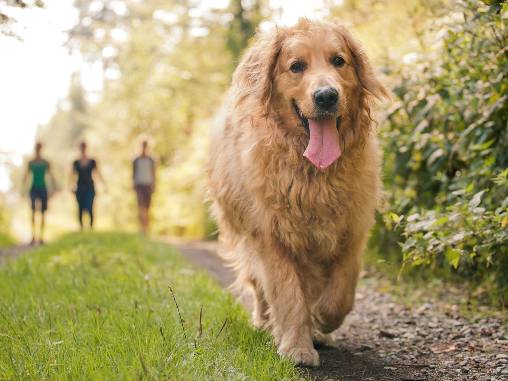 Ein ausgewachsener Golden Retriever geht mit seinen Besitzern spazieren