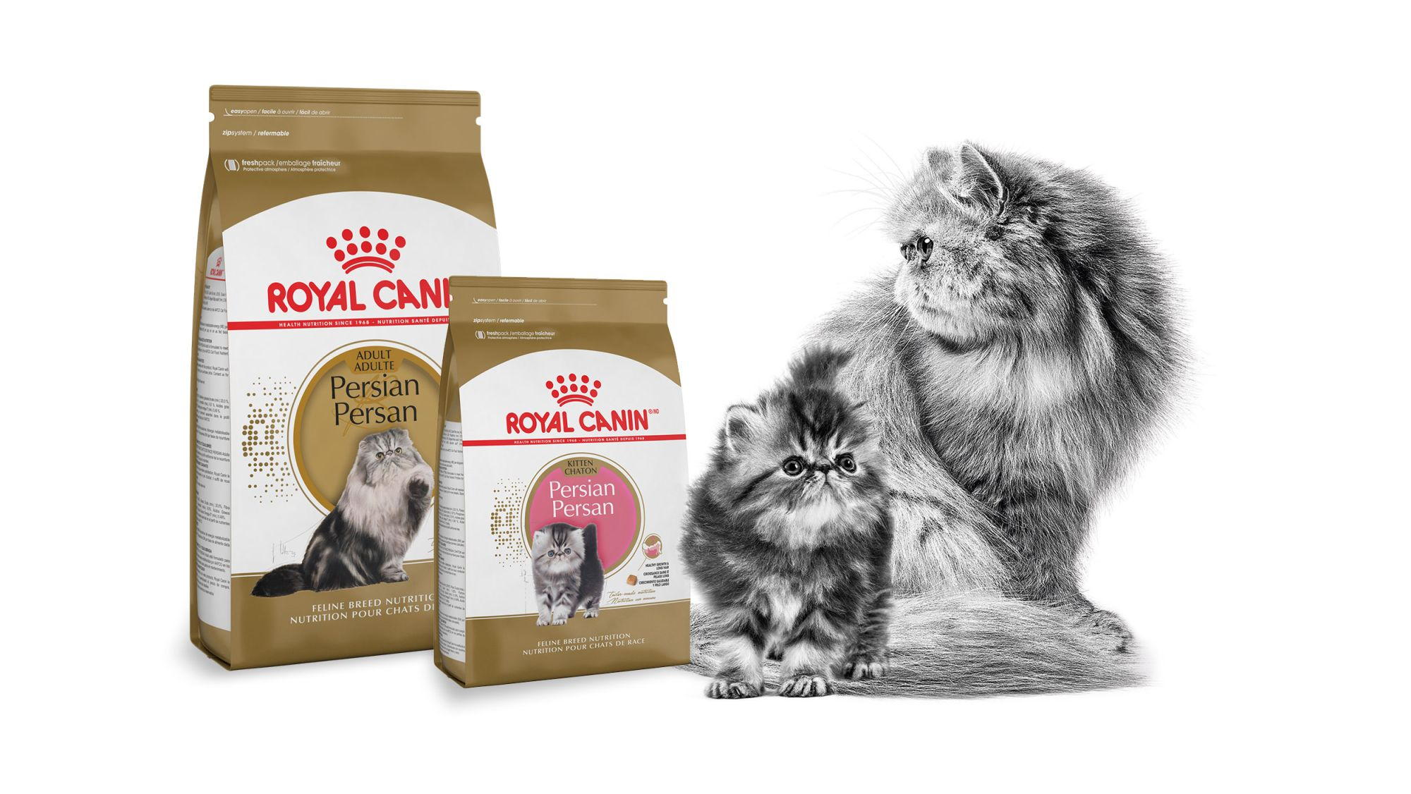 Persa adulto y cachorro en blanco y negro sobre fondo blanco. A lado del alimento Royal Canin para raza Persa adulto y cachorro.