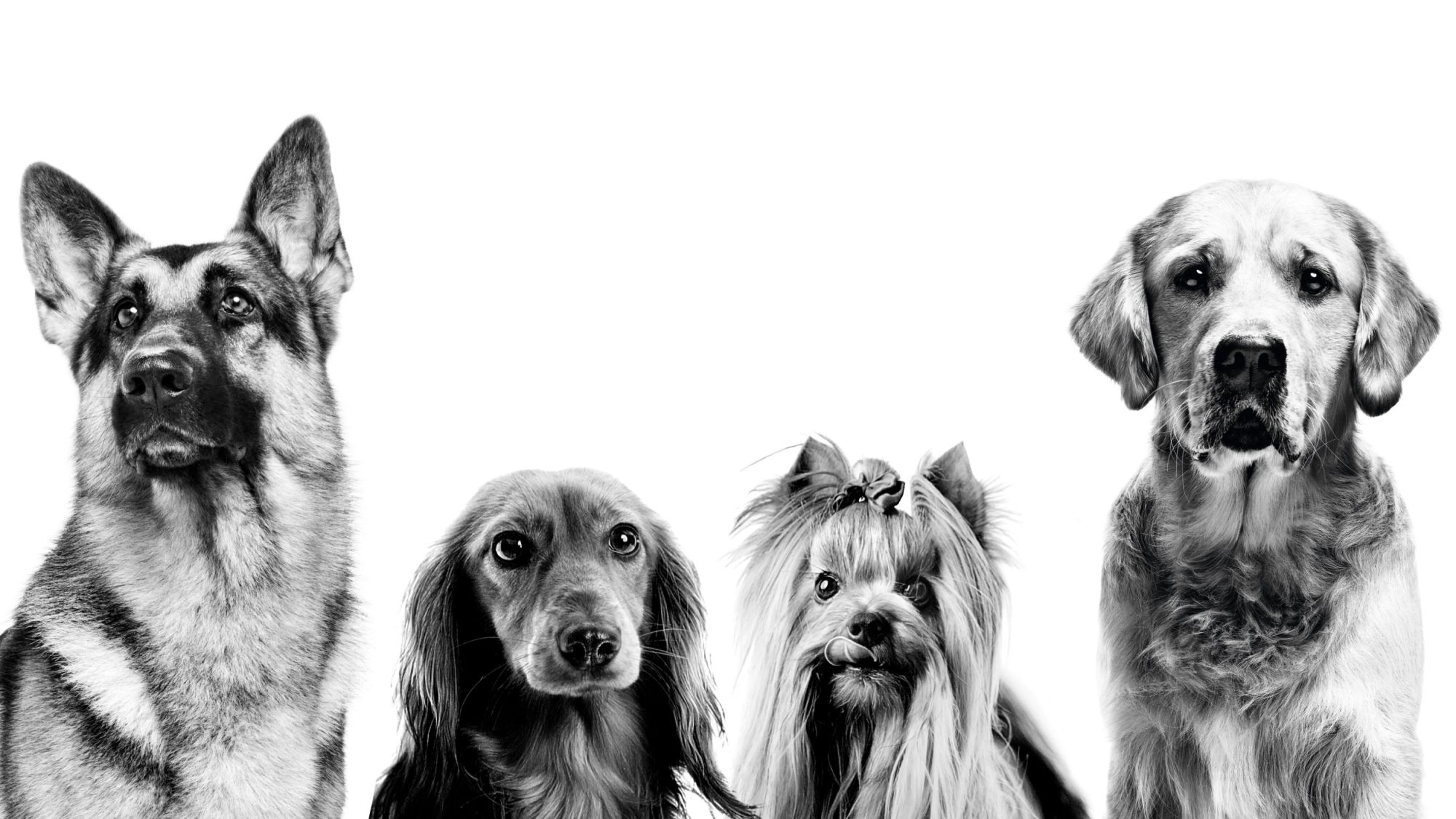 La salud es magnífica para cada raza