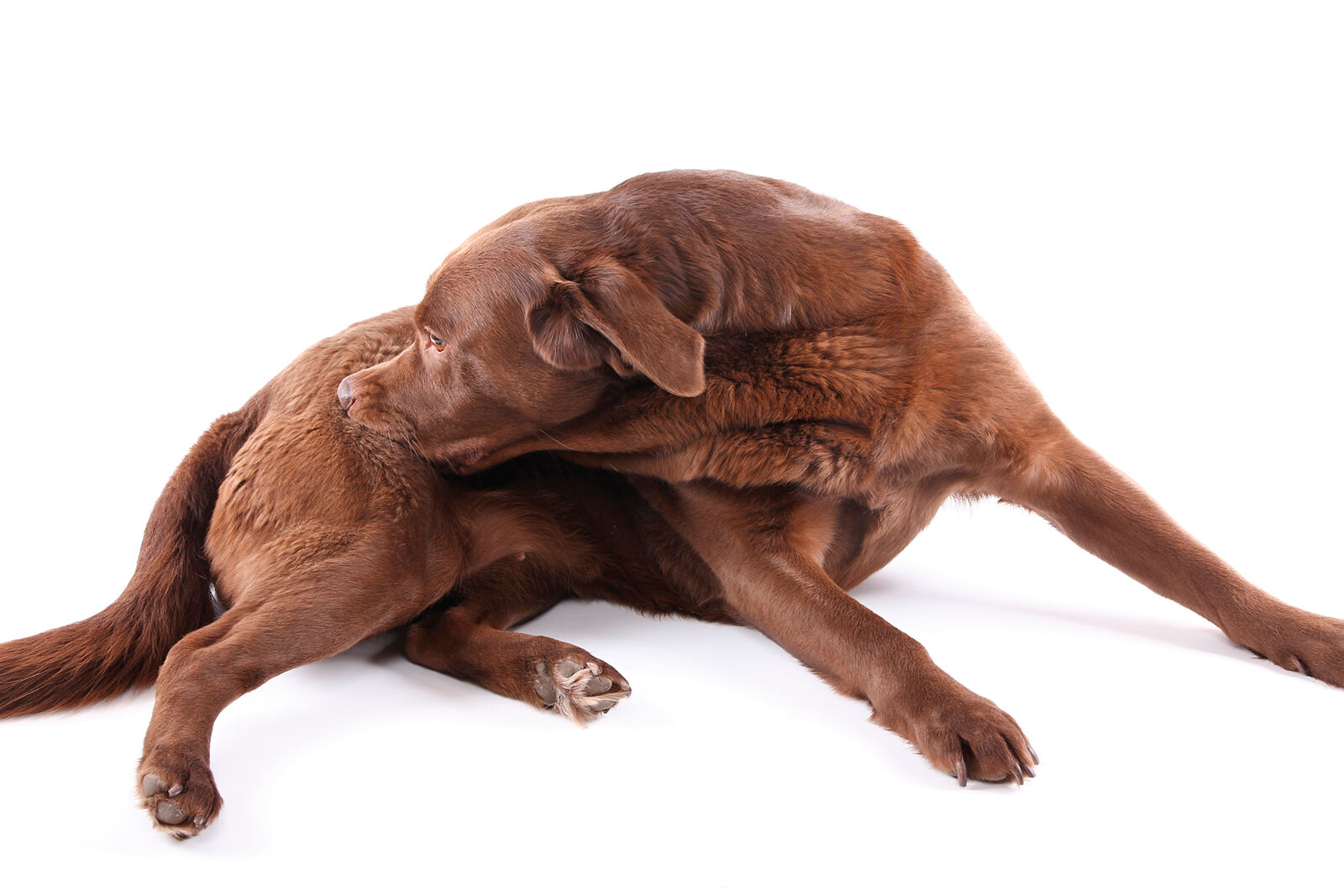 A pesar de lo que piensan muchos propietarios, las alergias alimentarias en el perro son una causa muy poco común de trastornos dermatológicos