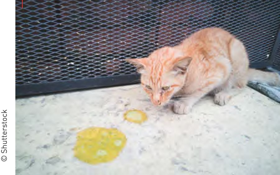 Os sinais de vômito e/ou diarreia são frequentemente observados em filhotes felinos, podendo culminar rapidamente em uma desidratação grave caso uma ação corretiva não seja instituída.