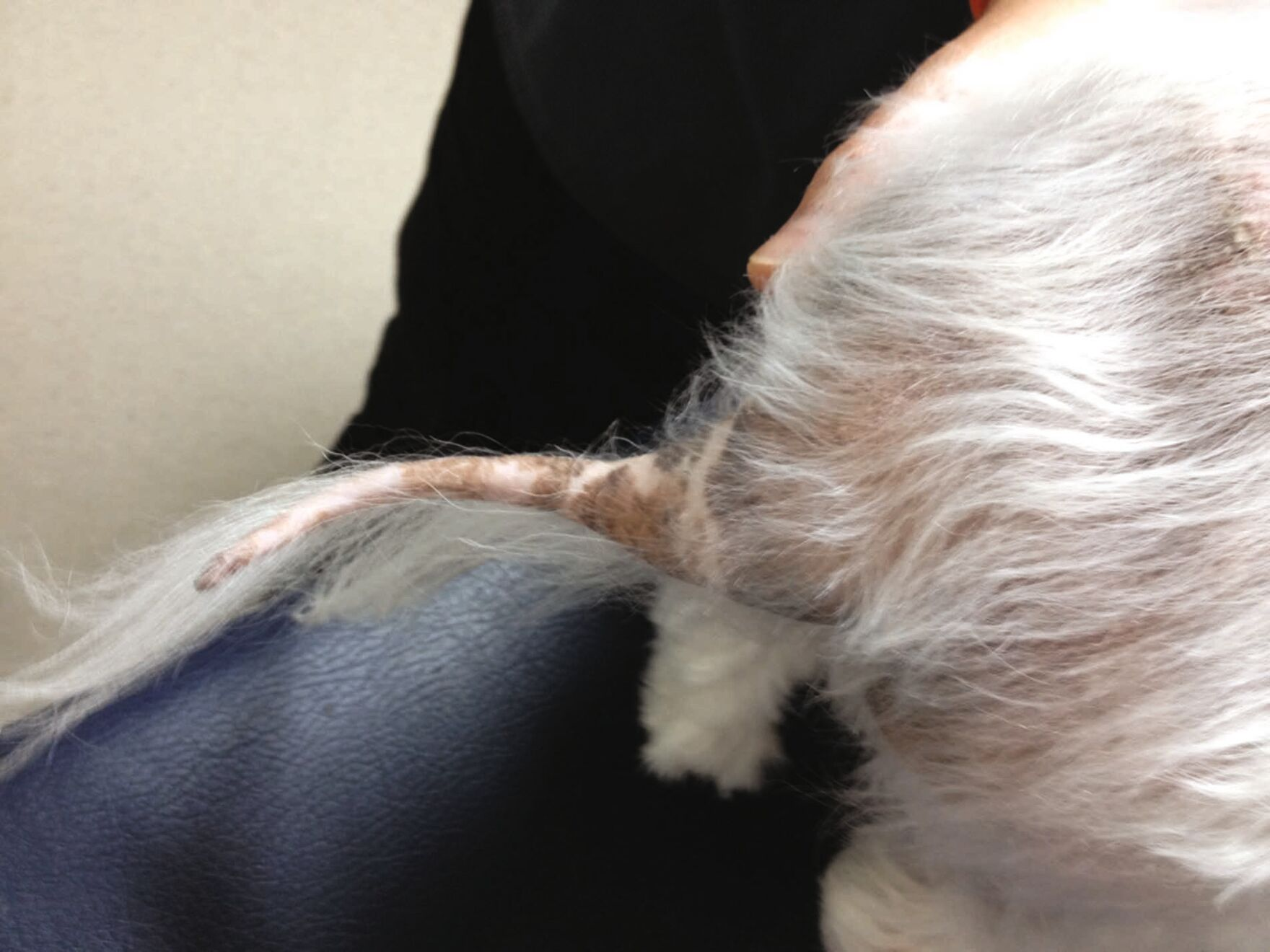 Hypotrichose de la queue chez un chien hypothyroïdien