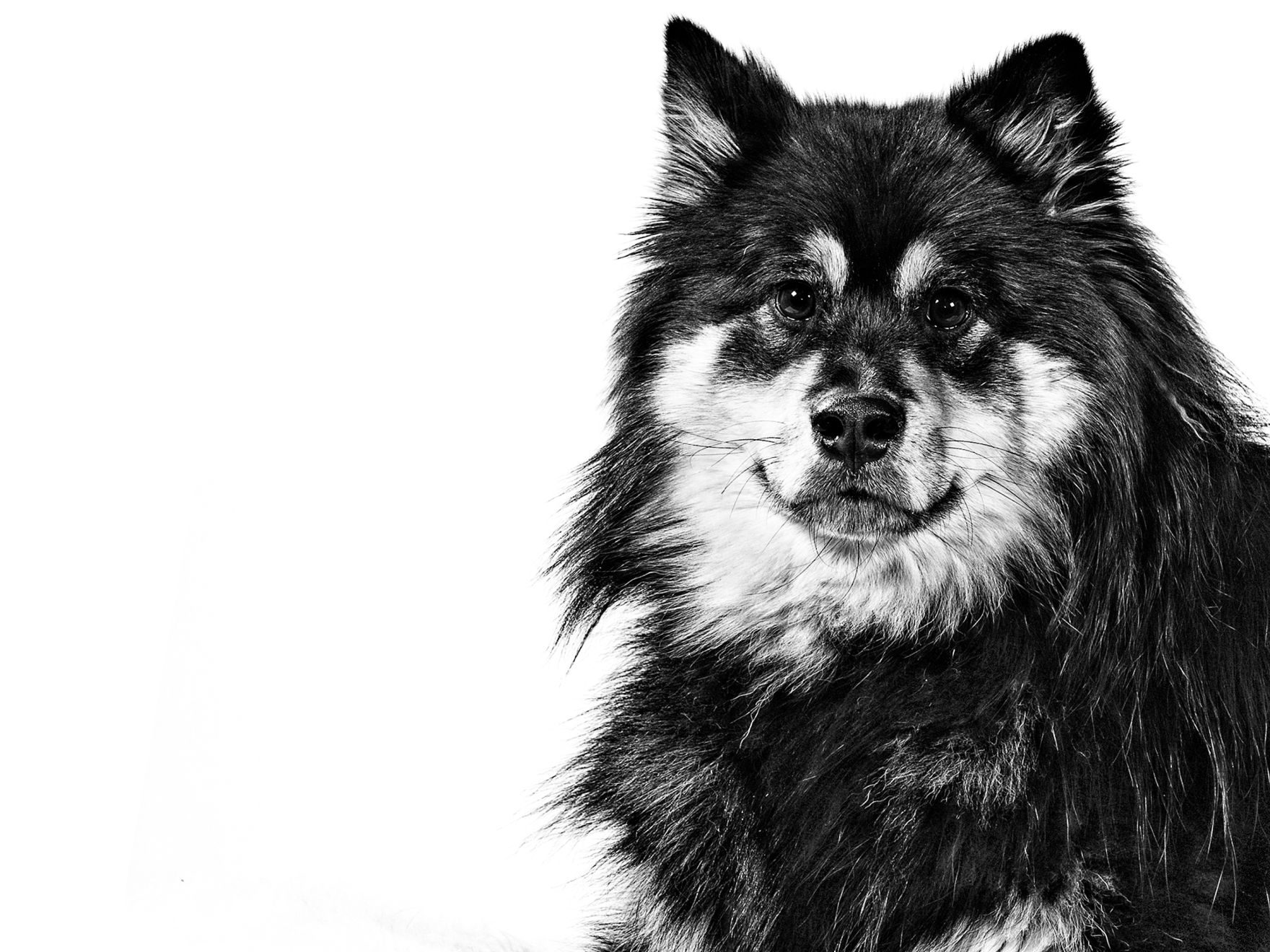 Finnish Lapponian Dog adult black and white