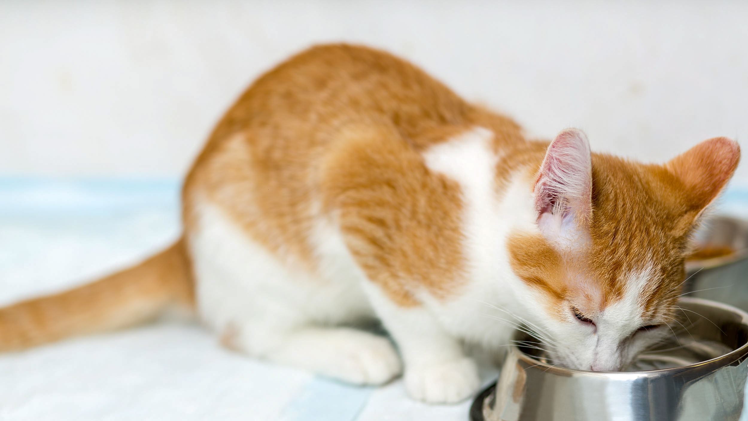 Adult cat sitting down indoors eating from a silver bowl.