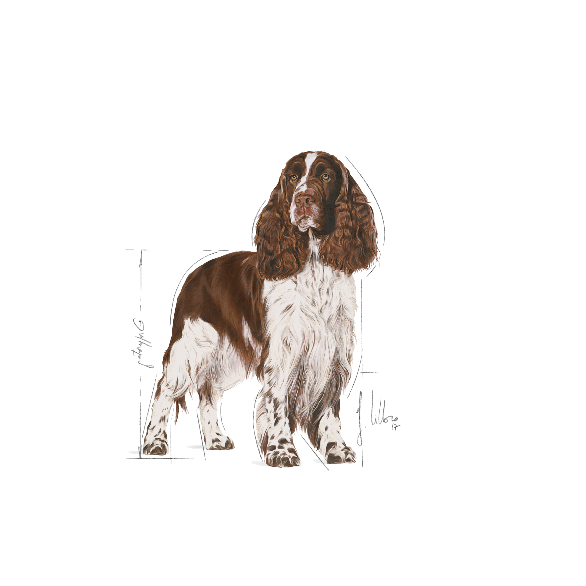 Royal canin shop springer spaniel