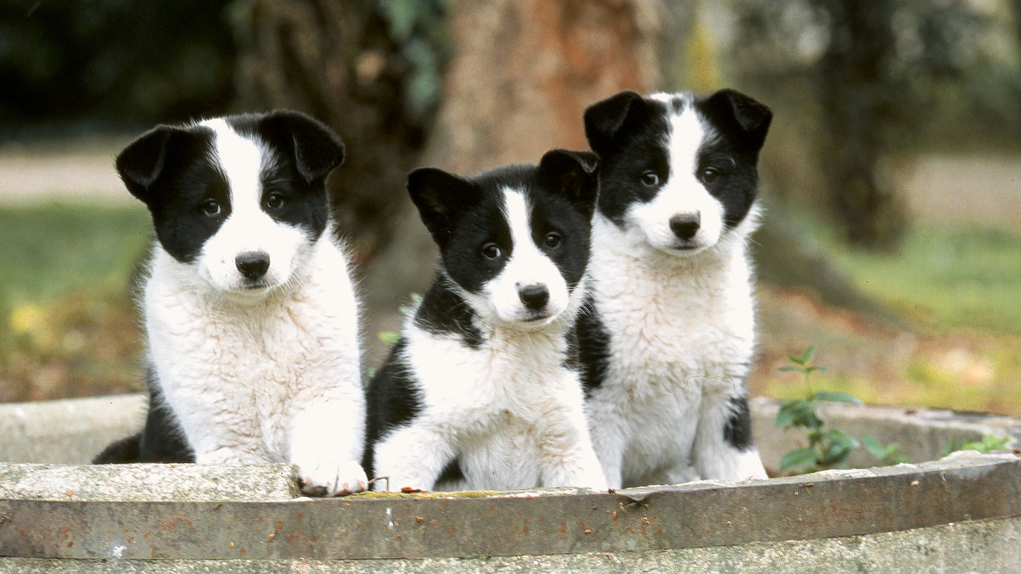 Three Karelian Bear Dog puppies sitting in stone urn