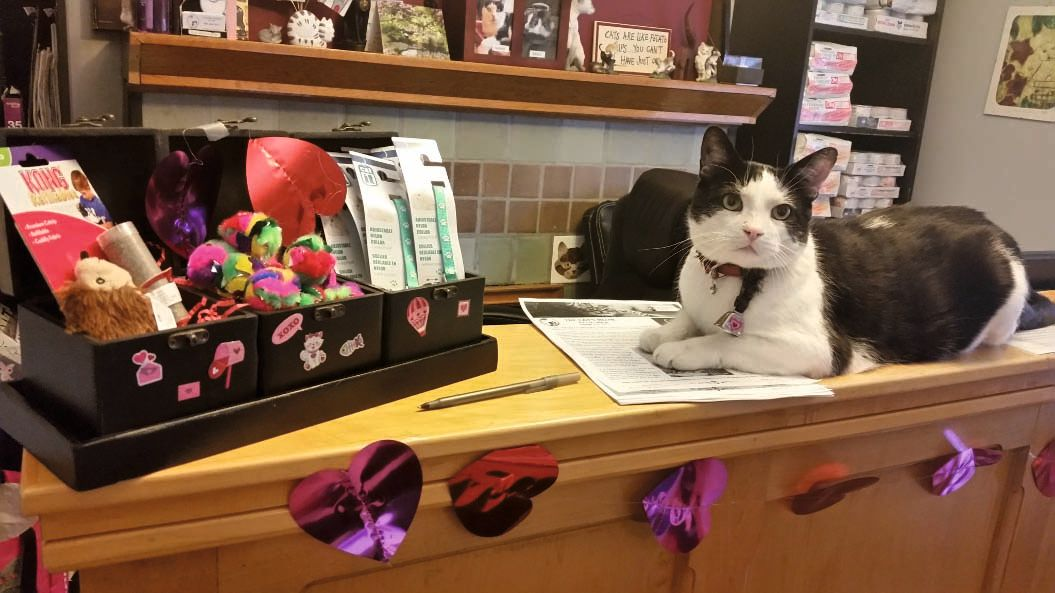 Toys, collars and an overall “cat focus” at the front desk