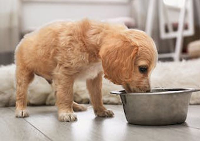 幼犬吃飼料